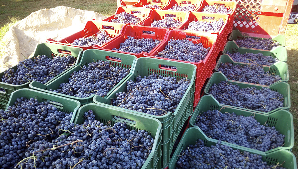 Grappoli prima della vendemmia manuale